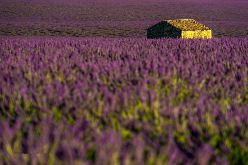 Cottage Gardens