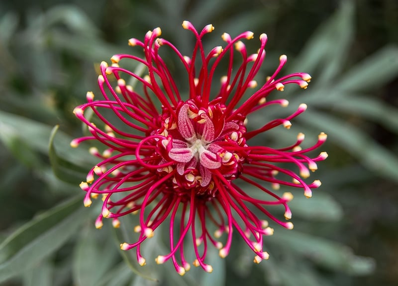 Native Plants